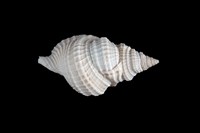 藏品(毛扭法螺)的圖片